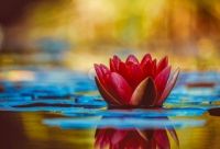 Mindfulness: istruzioni per l’uso